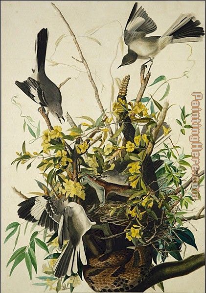 Mocking Bird painting - John James Audubon Mocking Bird art painting
